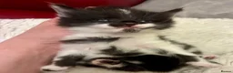 Turkish Angora cats for sale: Turkish angora kitten  - Advert 13