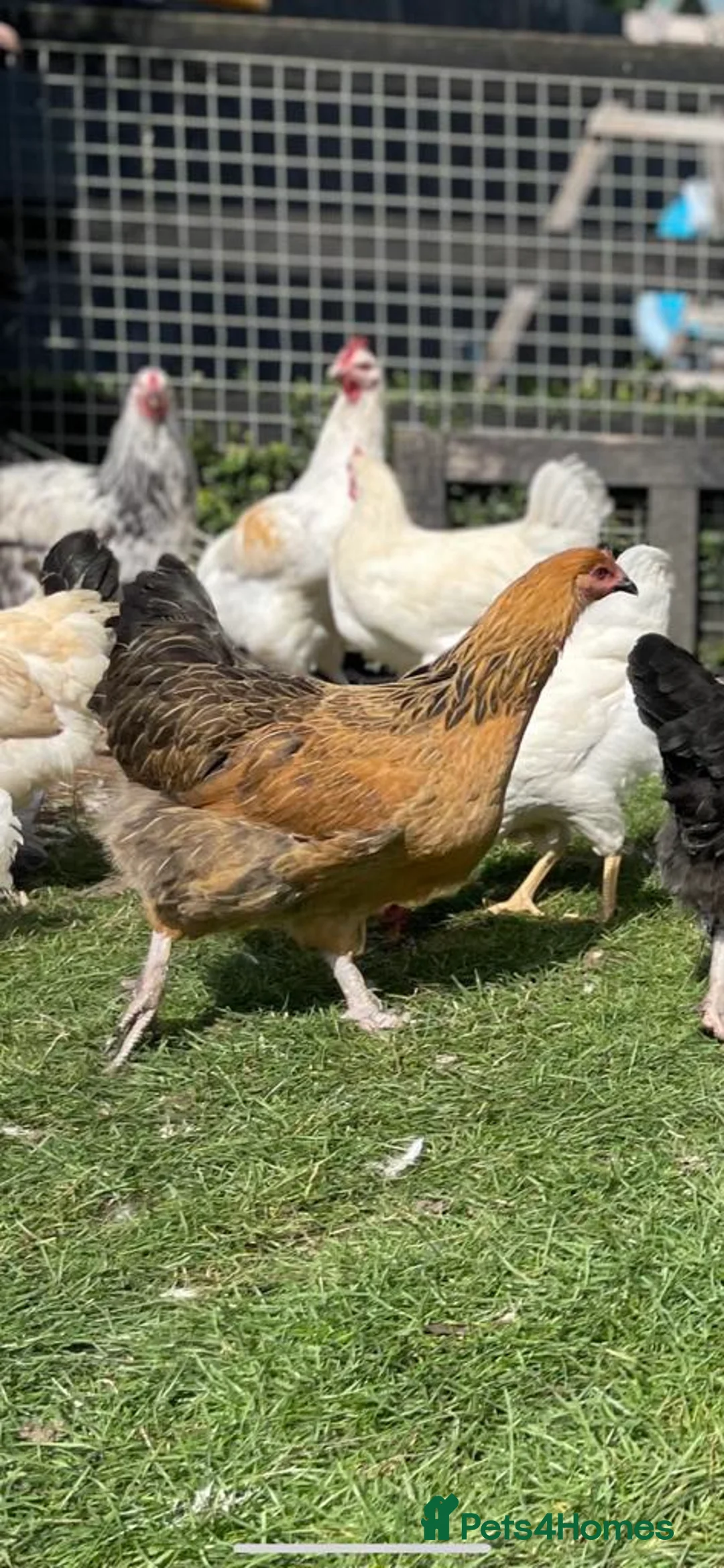 Mixed Breed poultry for sale: Point of lay hens  - Advert 1