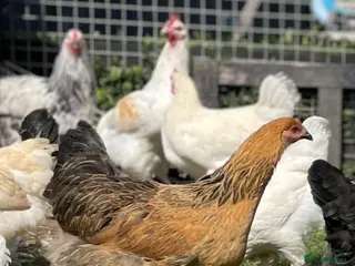 Mixed Breed poultry Point of lay hens - Advert 3