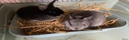 Netherland Dwarf rabbits for sale: Gorgeous Netherland Dwarfs - 2 LEFT in London - Advert 4