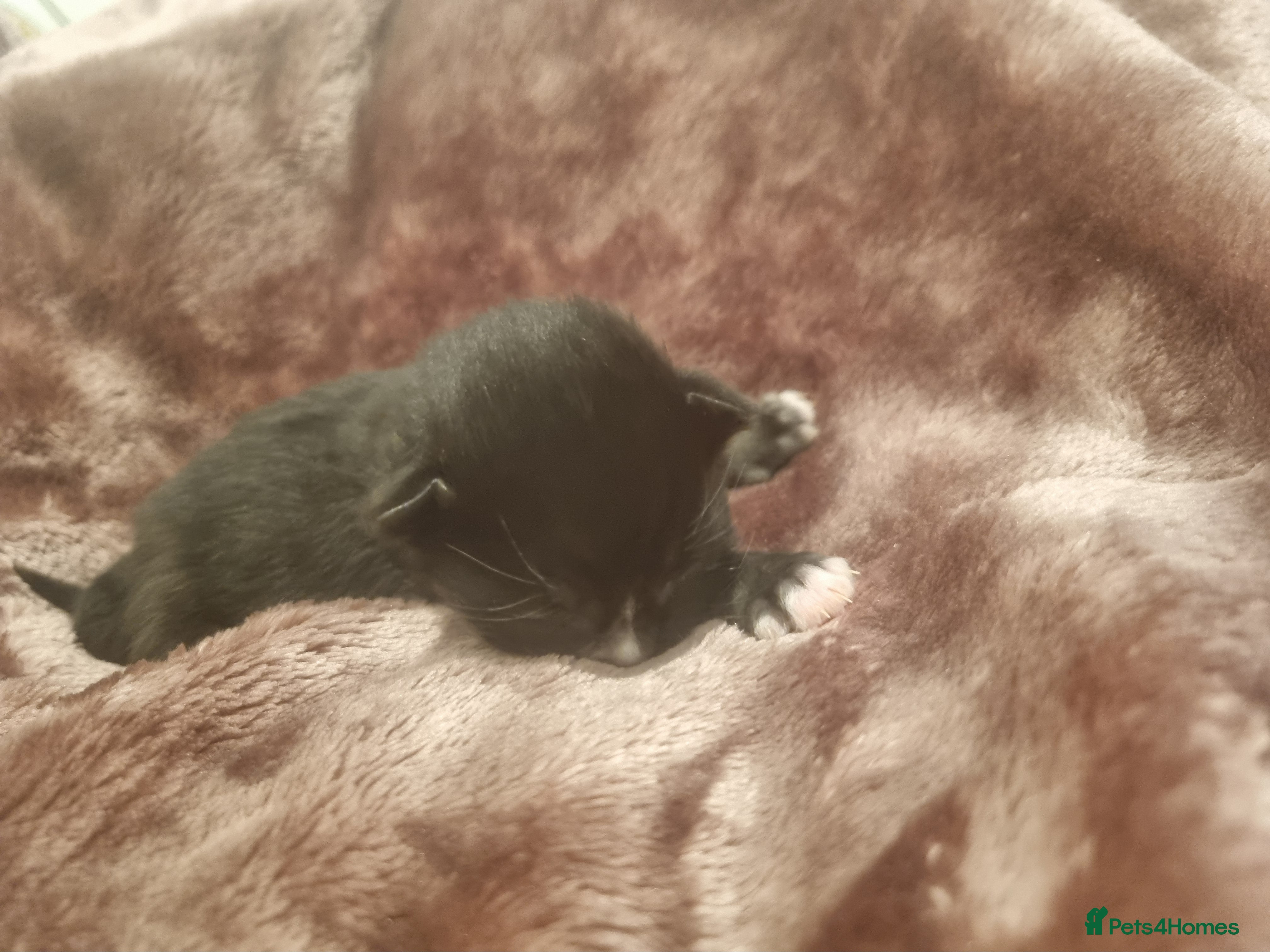 Mixed Breed cats 5 kittens  - Advert 7