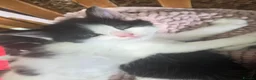 Mixed Breed cats for sale: Cute kittens for sale  - Advert 16