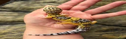Leopard Gecko reptiles for sale: Leopard gecko babies  in Feltham - Advert 4