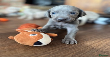 Weimaraner dogs - Advert 1