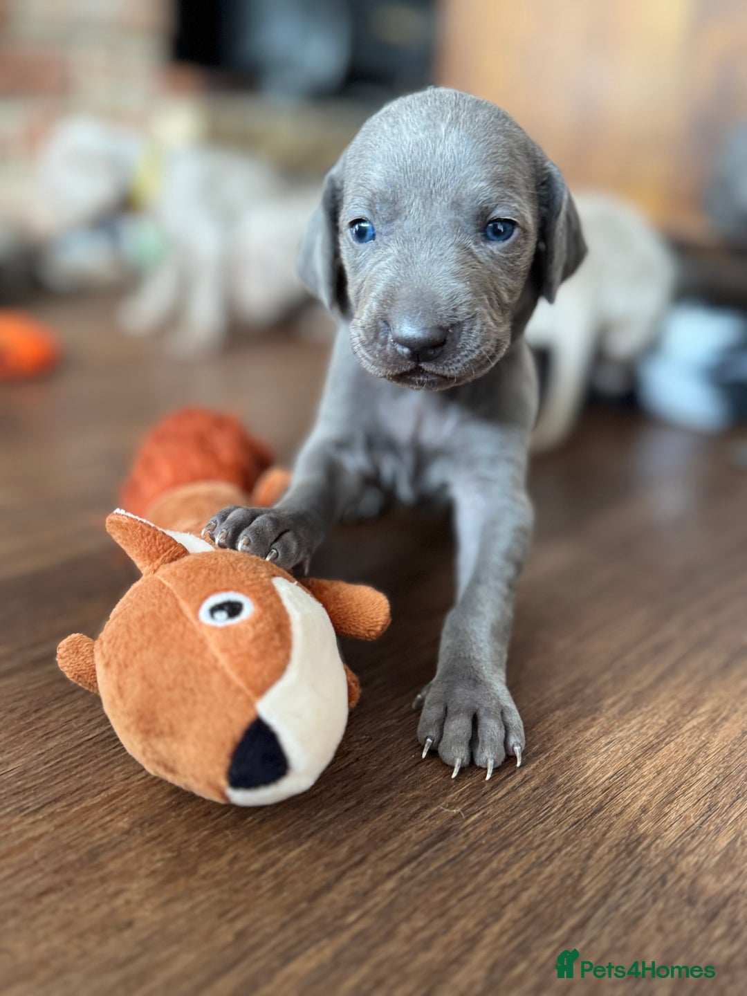 Weimaraner dogs for sale:  KC Reg Weimaraner Pups from Champion Bloodlines ✨ - Image 2