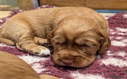 Cocker Spaniel dogs for sale: CUDDLY LITTER OF COCKER SPANIELS,TESTED PARENTS - Image 7