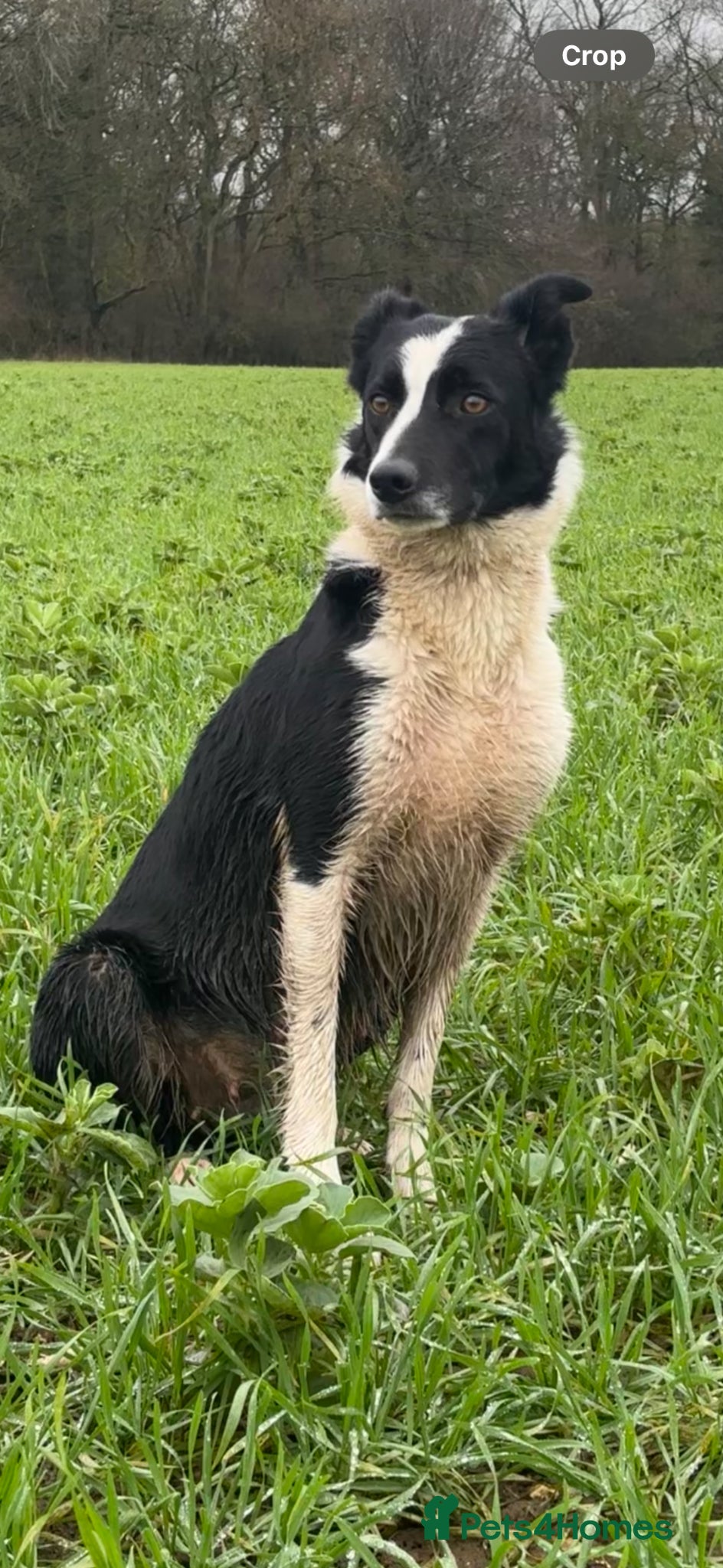 Border Collie dogs Border collie puppies for sale  - Advert 2
