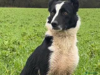 Border Collie dogs Border collie puppies for sale - Advert 2