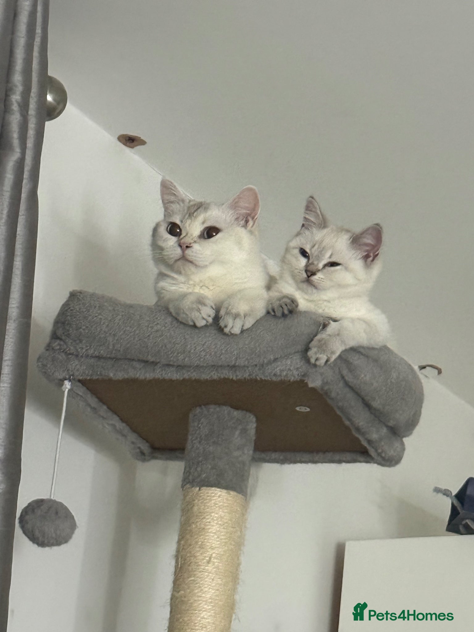British Shorthair cats FINAL FEMALE BRITISH SHORTHAIR  🐾 - Advert 10
