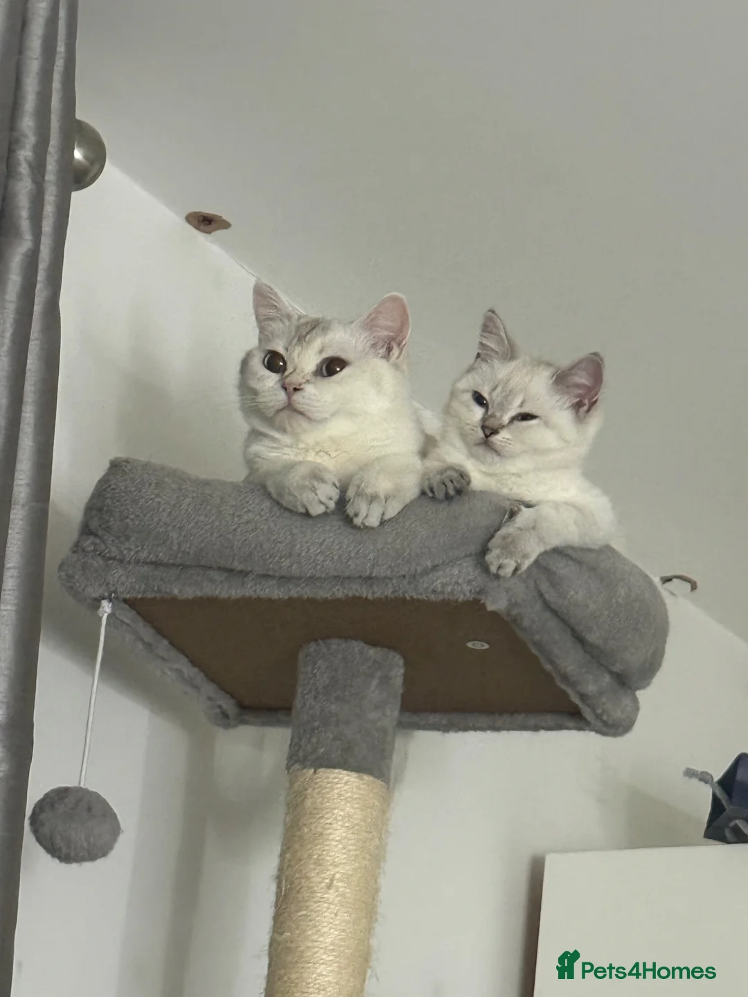 British Shorthair cats for sale: final female British shorthair kitten of litter 🐾 - Advert 1