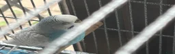 Budgerigars birds for sale: Pair of male/female budgies app 12 mths old - Advert 4