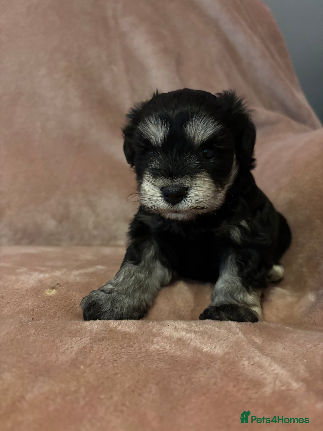 Miniature Schnauzer dogs for sale: 💕 stunning miniature schnauzer puppies💕 - Advert 5