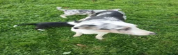 Border Collie dogs for sale: Tri coloured collies  - Advert 1