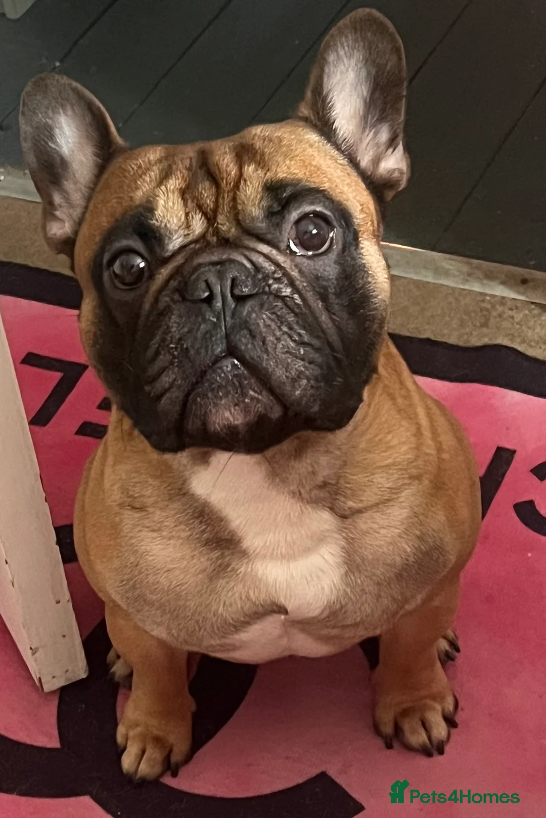 French Bulldog dogs for stud: Mani standard red silver fbce RFG 1  in Edinburgh - Advert 5
