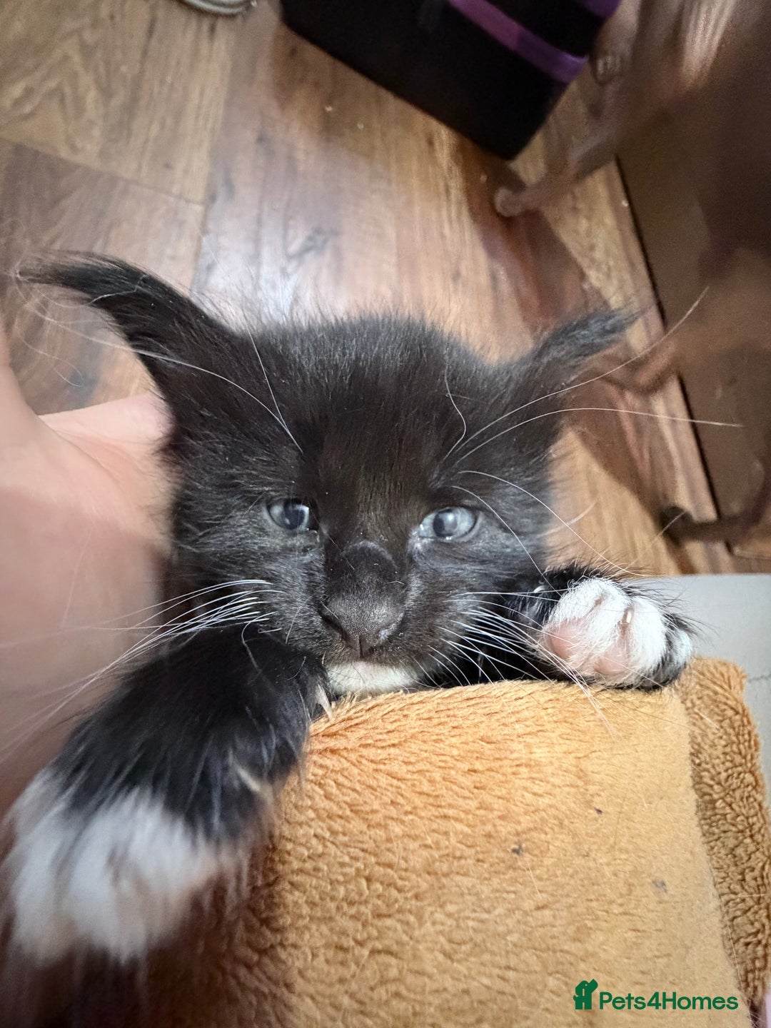 Maine Coon cats for sale: TICA reg adorable Maine Coon baby kittens  - Advert 24