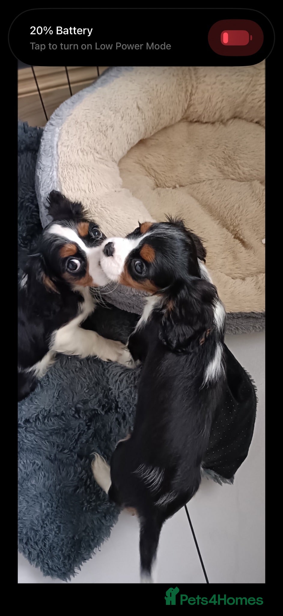 Cavalier King Charles Spaniel dogs Royal kennel club cavalier puppies dna clear - Advert 2