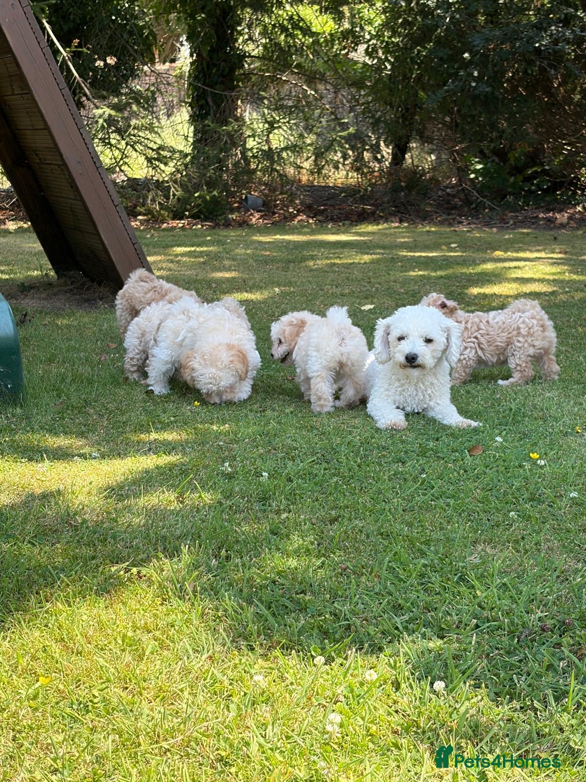 Poochon dogs Gorgeous F1 Poochon puppies - Advert 1
