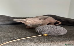 Sphynx cats for sale: Amazing colour Sphynx - Image 36
