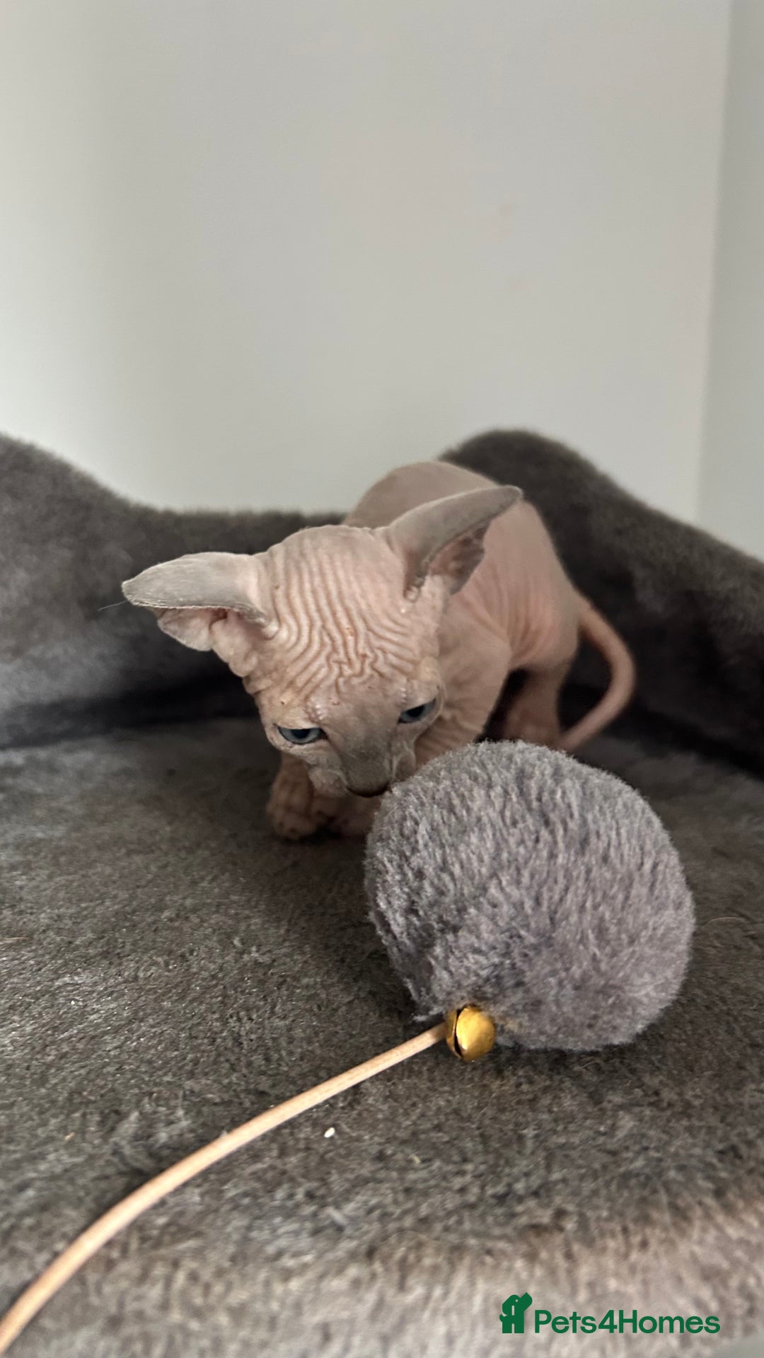 Sphynx cats for sale: Amazing colour Sphynx - Image 36