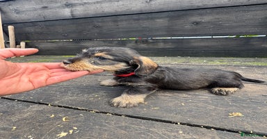 Dachshund dogs - Advert 7
