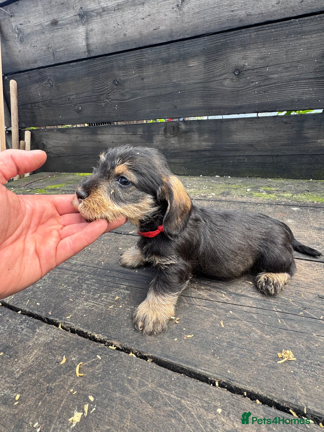 Dachshund dogs for sale: Teckle pups available  - Image 2