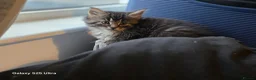 Maine Coon cats for sale: Stunning maine coon. Kittens 4 boys 1 girl  - Advert 14