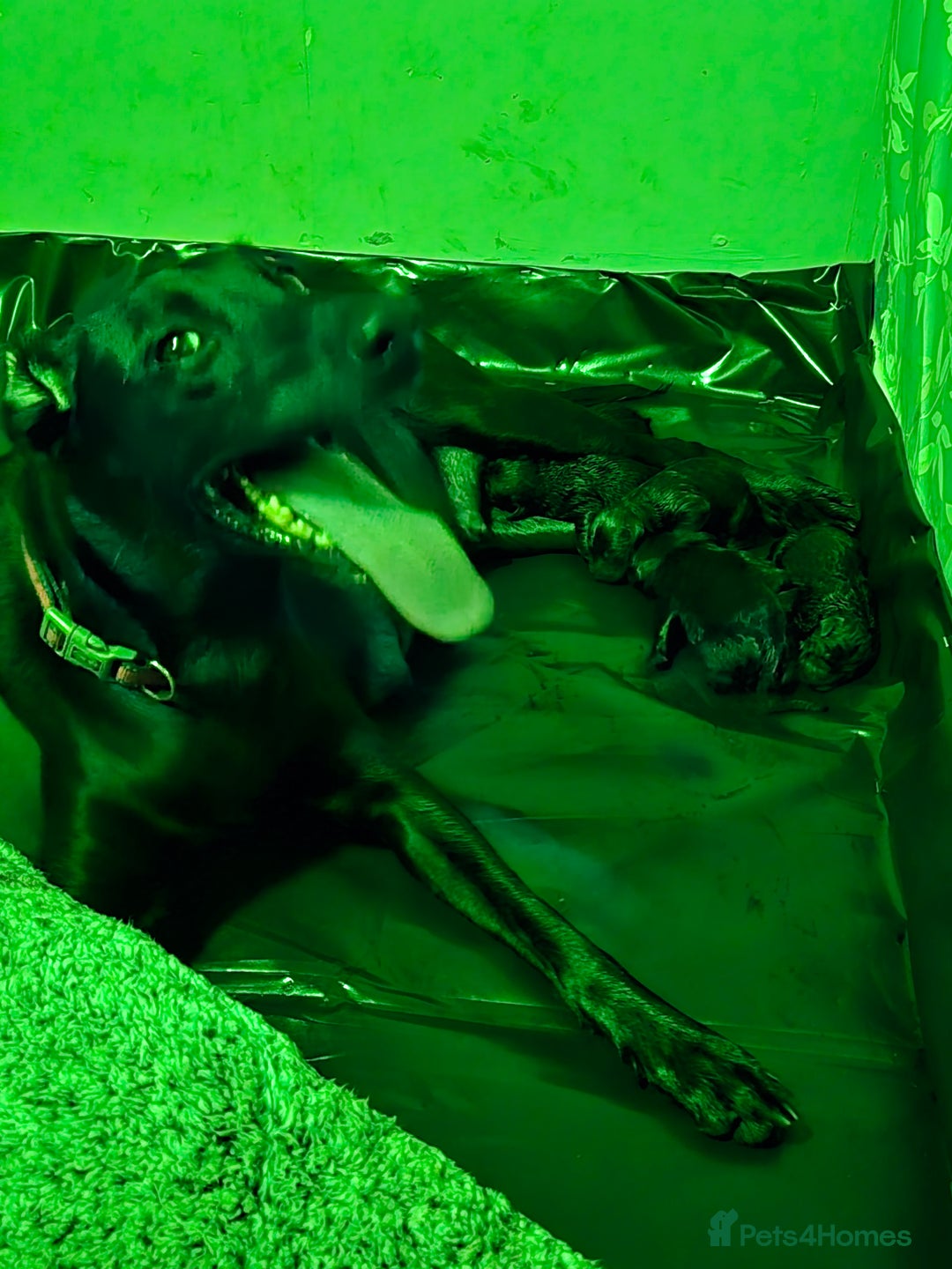 Mixed Breed dogs for sale: Puppies for sale  - Advert 7