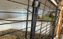 Conures birds for sale:  conures & lovebirds others - Image 6