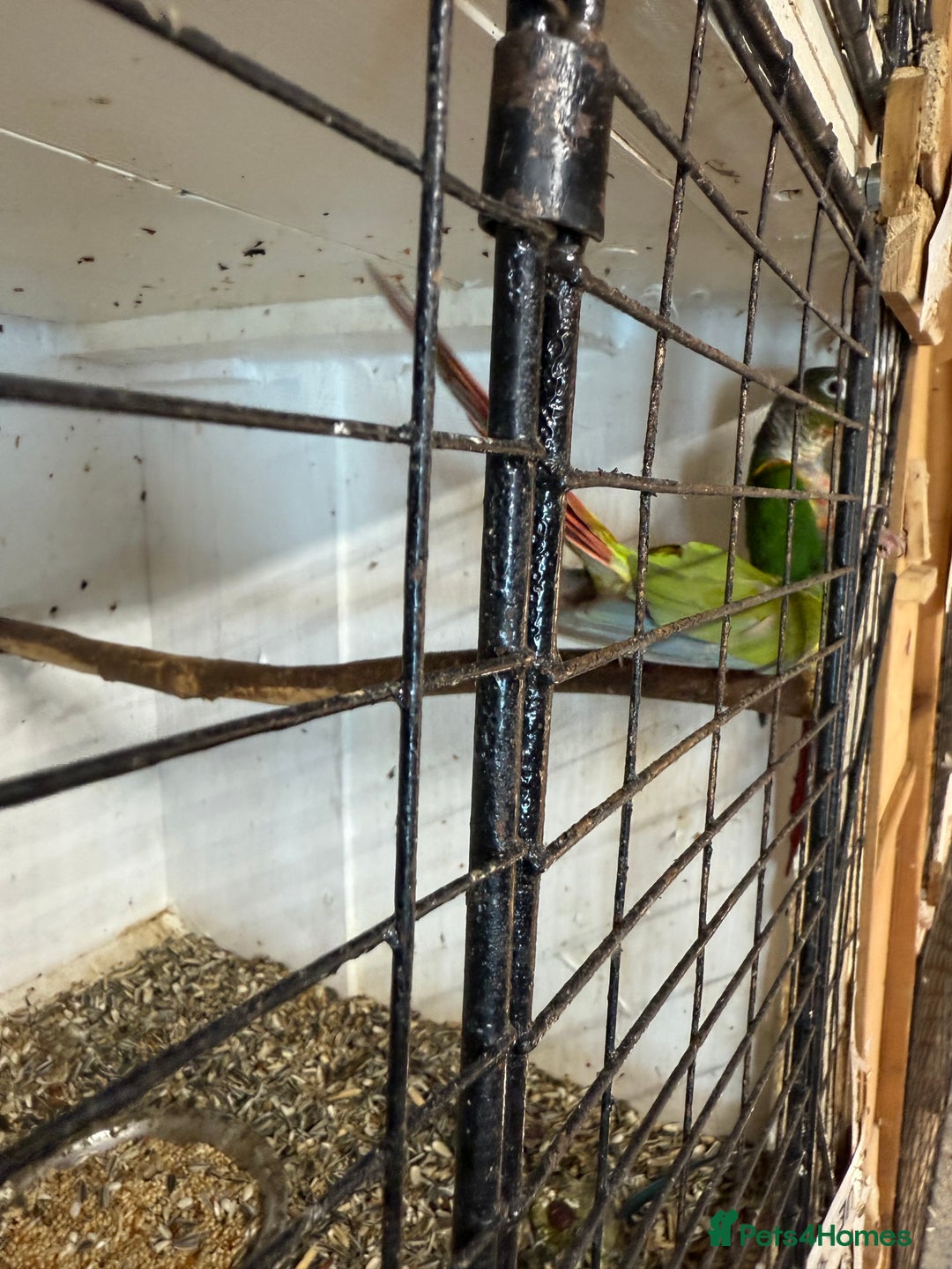 Conures birds for sale:  conures & lovebirds others - Image 6