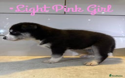 Siberian Husky dogs for sale: Husky Puppies 🩵🩷 - Image 19
