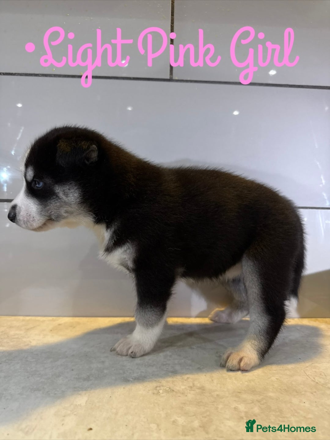 Siberian Husky dogs for sale: Husky Puppies 🩵🩷 - Image 19