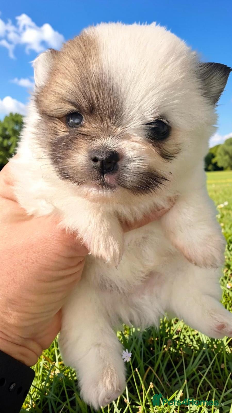 Pomeranian dogs Quality Pomeranian Teddy bears 🐻🐻 - Advert 6