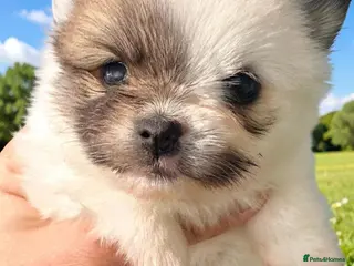 Pomeranian dogs Quality Pomeranian Teddy bears 🐻🐻 - Advert 5