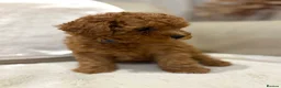 Cavapoo dogs for sale: Cavapoo puppies (Extensively health tested) F1b  - Advert 28