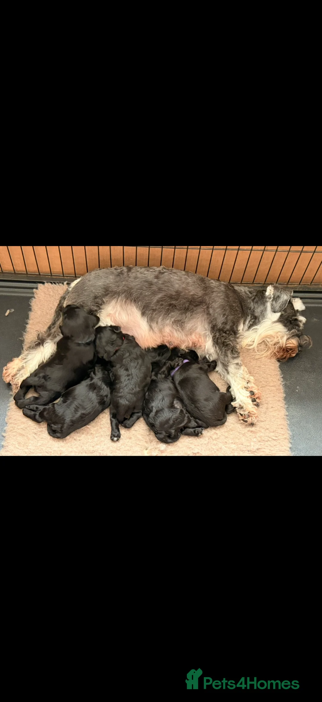 Miniature Schnauzer dogs for sale: Chunky, stunning litter of miniature schnauzers  - Advert 27