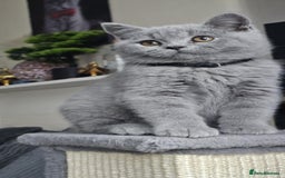 British Shorthair cats for sale: (READY NOW) Show Quality Champions 🥇🏆BSH GCCF - Image 21