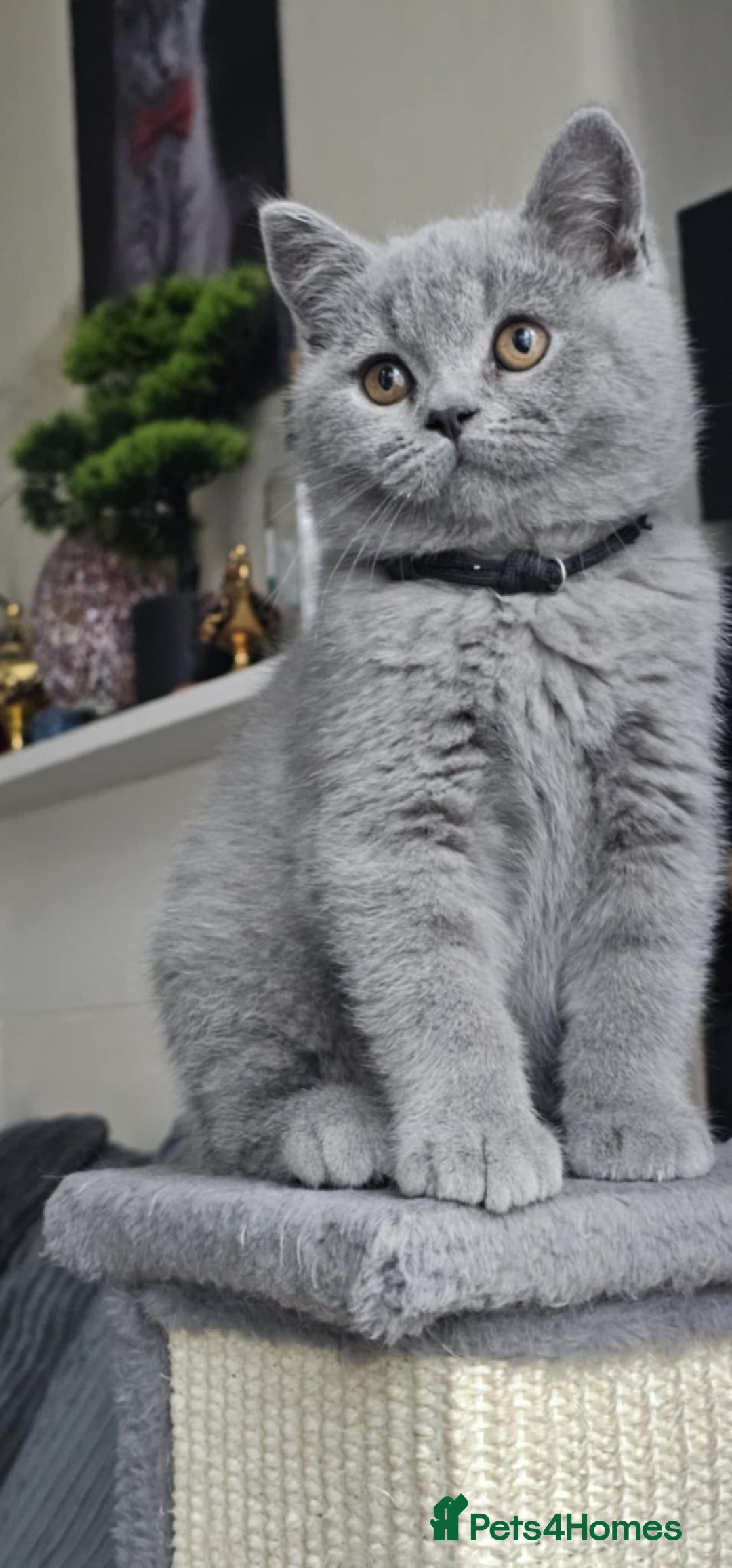 British Shorthair cats for sale: (READY NOW) Show Quality Champions 🥇🏆BSH GCCF - Image 21