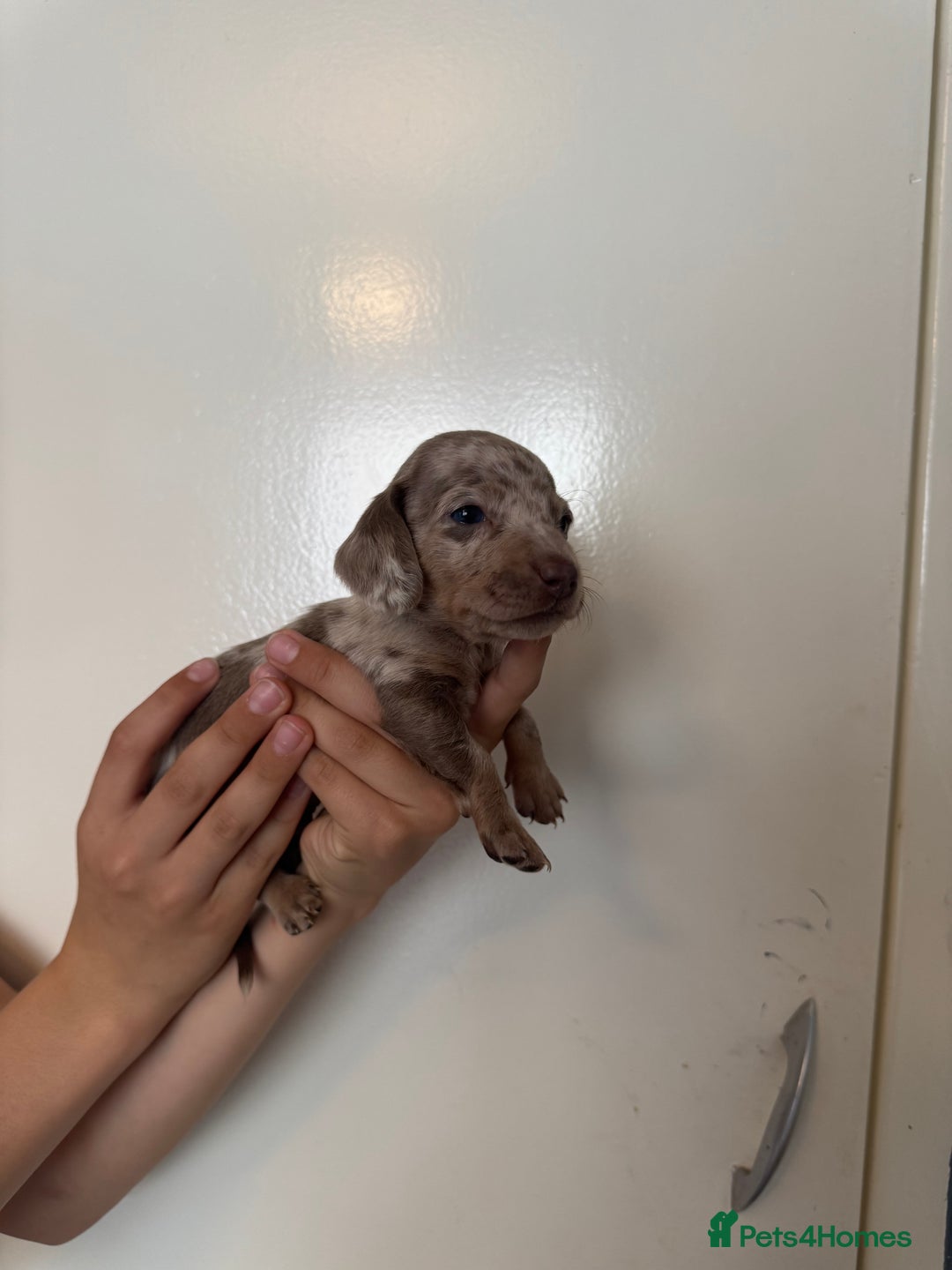 Miniature Dachshund dogs for sale: Miniature dachshund - Image 11