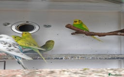 Budgerigars birds for sale: Budgies  - Image 4