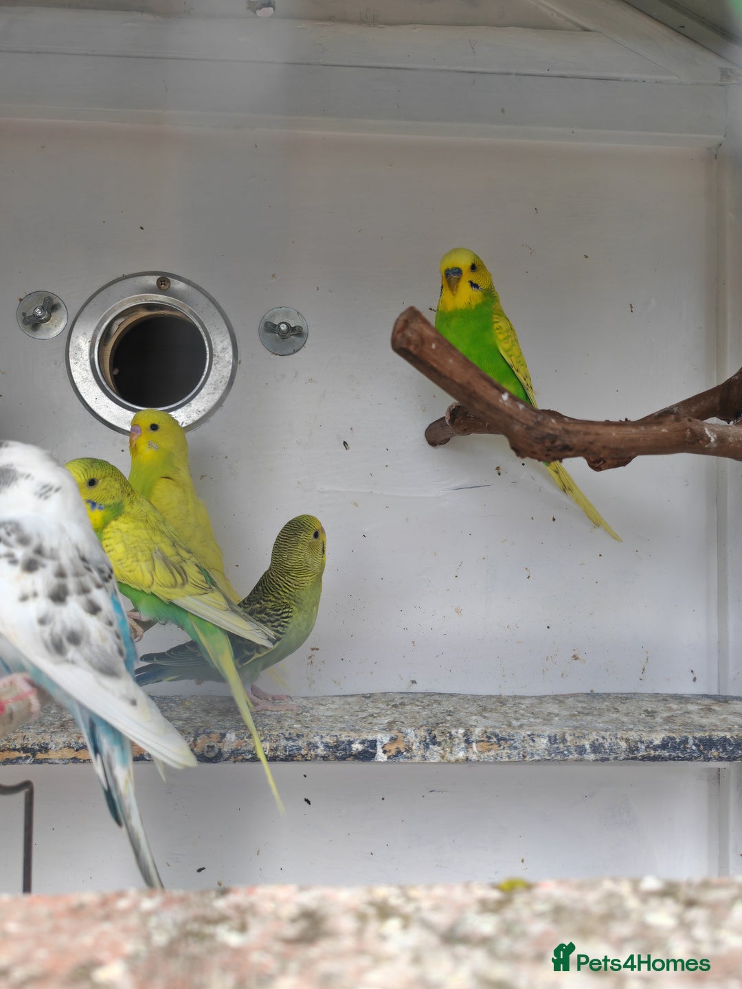 Budgerigars birds for sale: Budgies  - Image 4