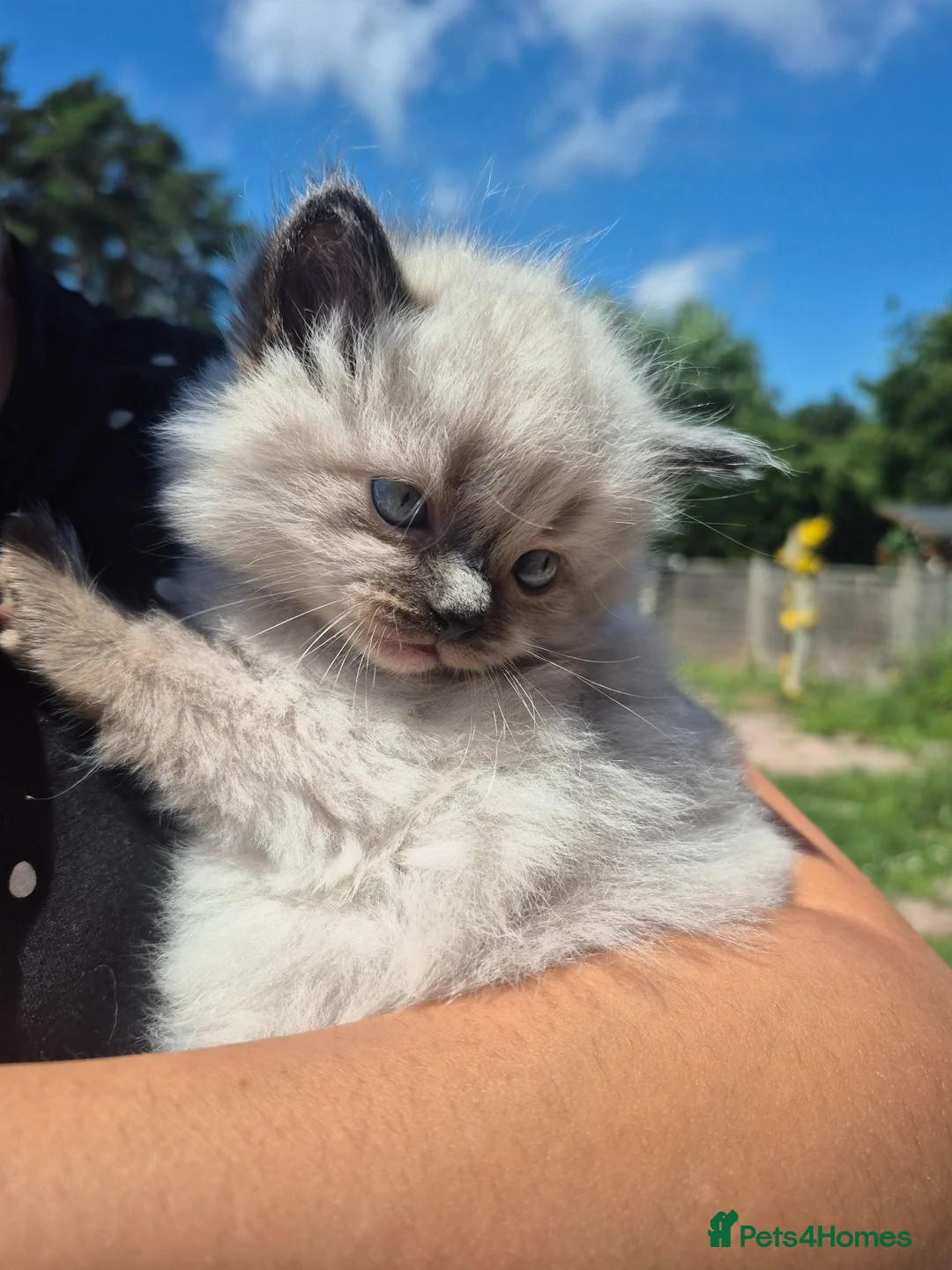 Ragdoll cats for sale: Seal point ragdoll kittens - Advert 1