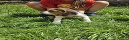 Beagle dogs for sale: Beagle puppies ready for Lovely Homes!! in Manchester - Advert 5