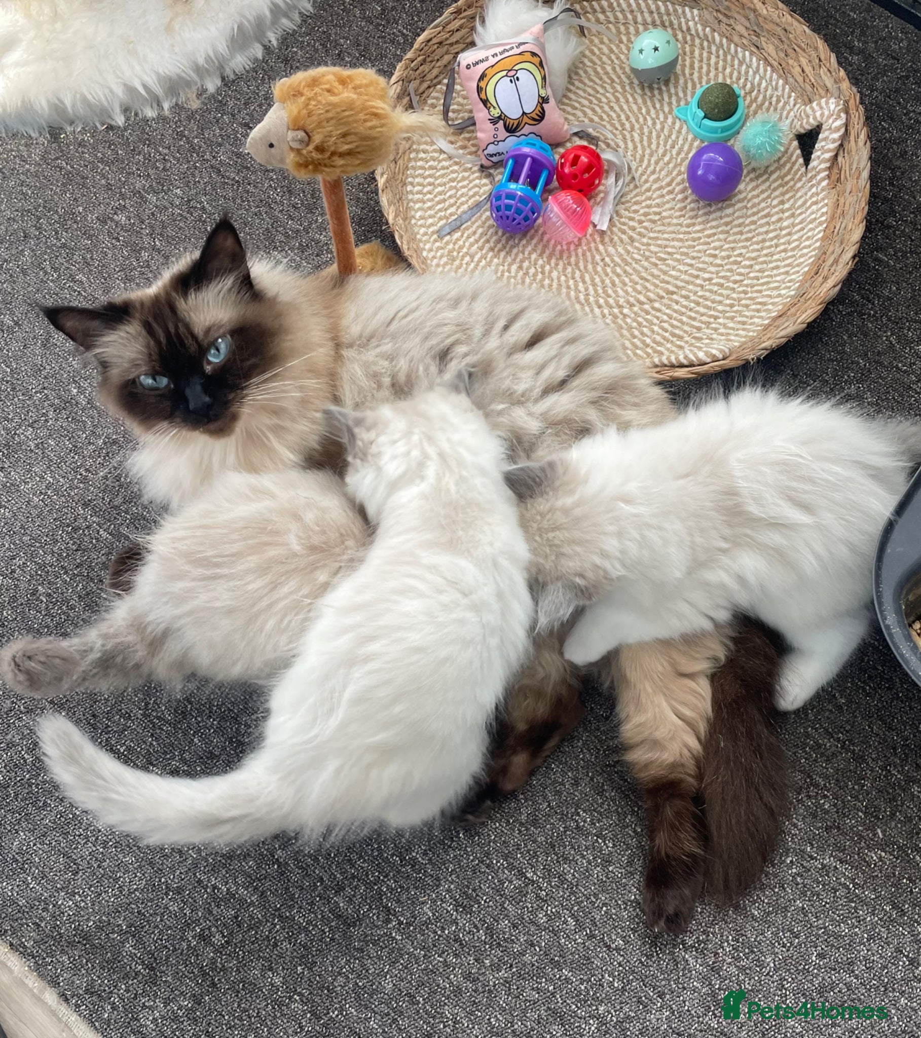 Ragdoll cats Three stunning baby boy ragdolls - Advert 5