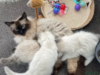 Ragdoll cats Three stunning baby boy ragdolls - Advert 5