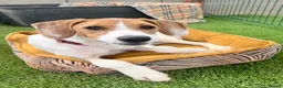 Mixed Breed dogs for adoption: Cute Hector - Advert 7