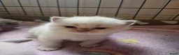 British Shorthair cats for sale: Rare British shorthair kittens - Advert 10