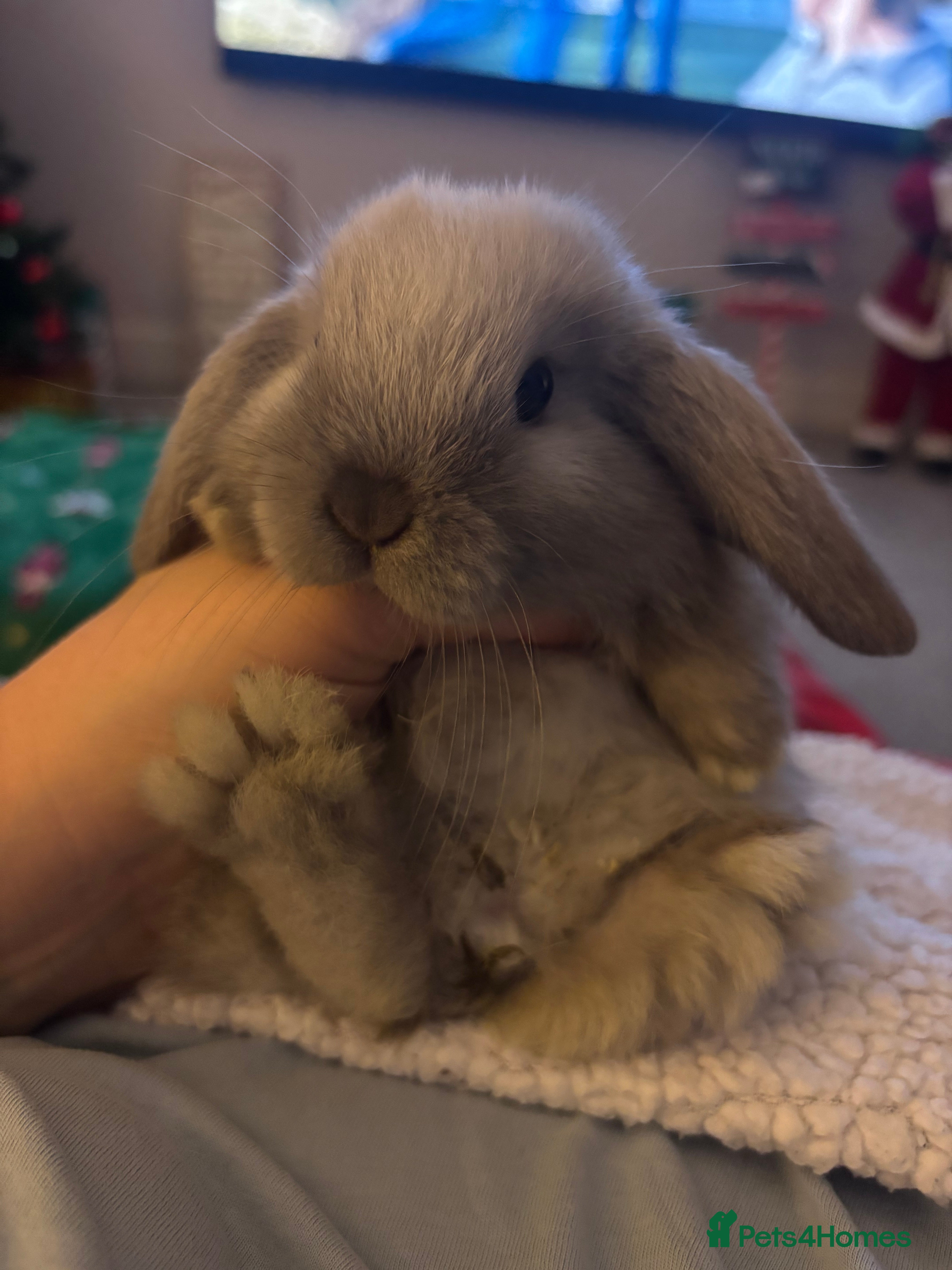 Mini Lop rabbits Mini lop bunnies  - Advert 1