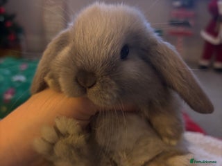 Mini Lop rabbits Mini lop bunnies - Advert 1