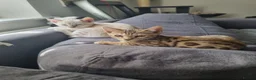 Bengal cats for sale: Stunning snow and brown bengal kittens - Advert 2