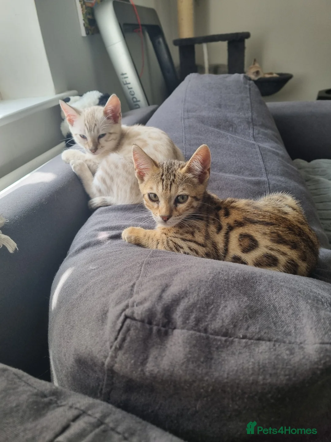Bengal cats for sale: Stunning snow and brown bengal kittens - Advert 2